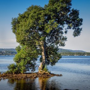 Fallen Tree - NSW 108 - Brad Page Photography
