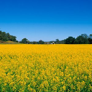 Canola Fields Merriwa- NSW 115 - Brad Page Photography