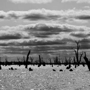 The Living Dead- NSW 116 - Brad Page Photography