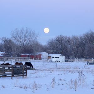 USA104 Moonlit Paddock Brad Page Photography